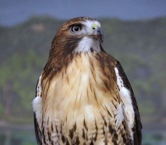 SOAR_Hollywood Visit Live Eagles